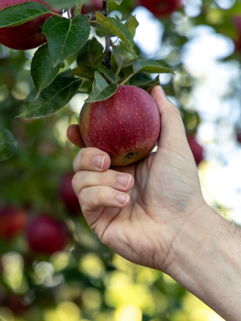 A hand picking a red apple from a tree.