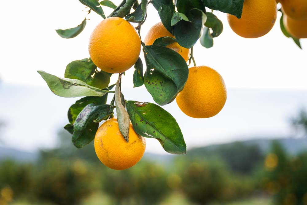 Citrus on the tree.