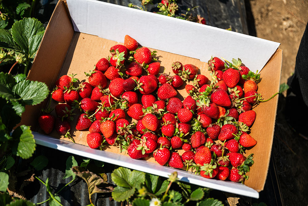 Carlsbad Strawberry Company