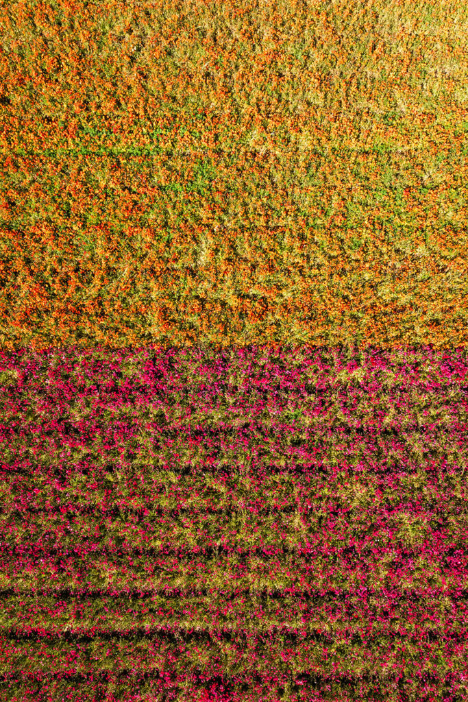 An aerial image of Carlsbad Flower Fields rows of ranunculus.