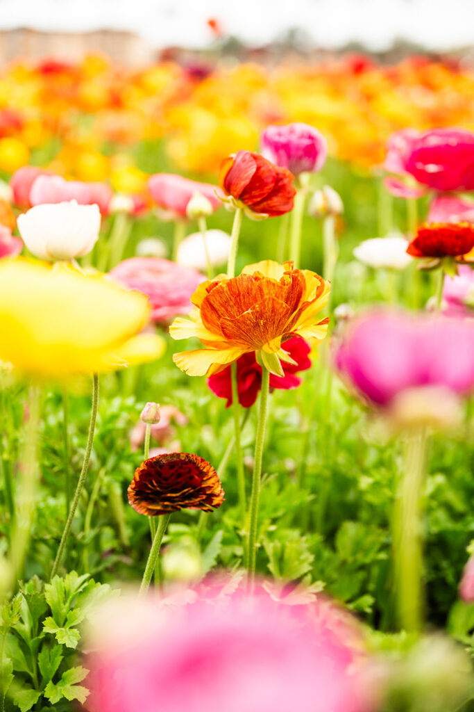 Flowers at the Carlsbad Flower Fields