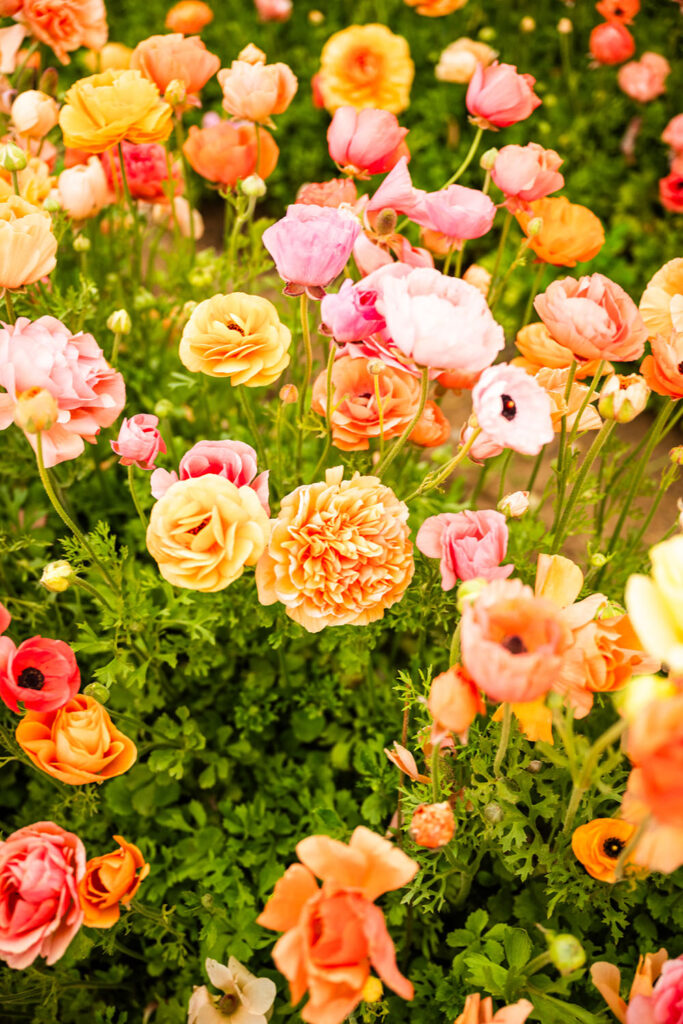 A mix of peach and ranunculus in the field.