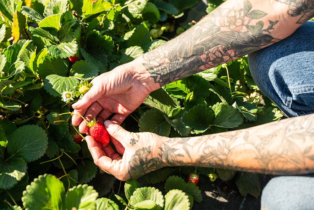 A woman picking berries.