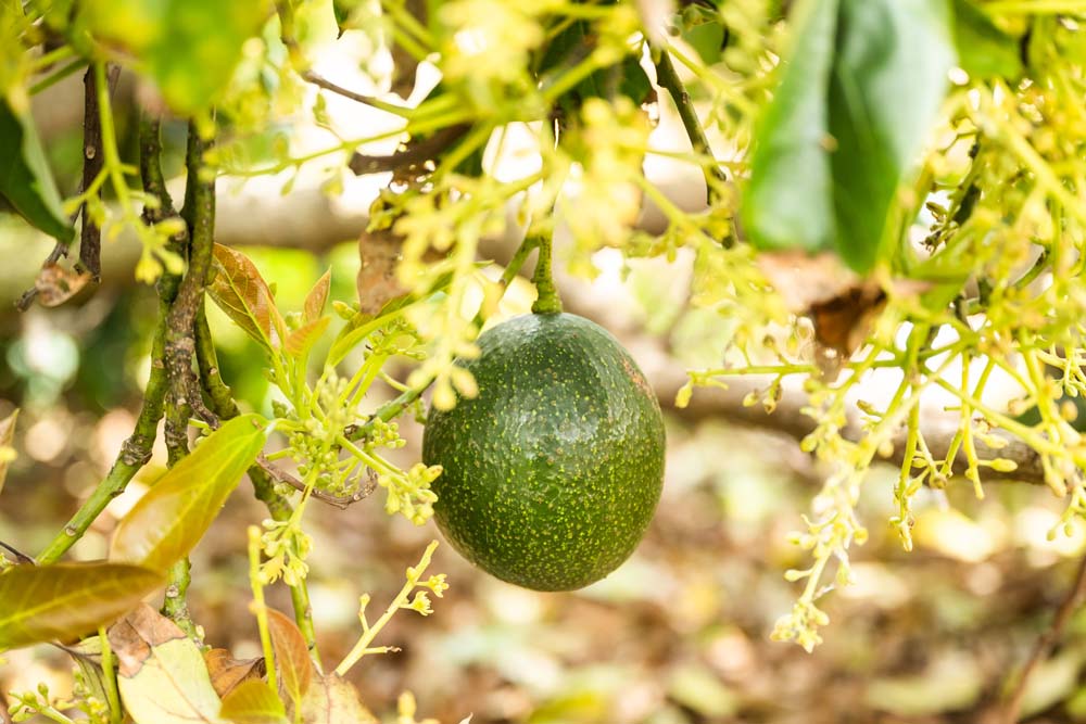 Avocado on the tree.
