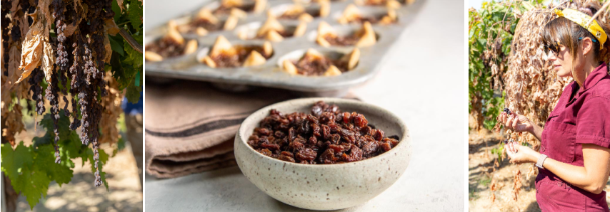 Collage of raisins in a bowl, raisins on the vine and a woman with raisins in her hand