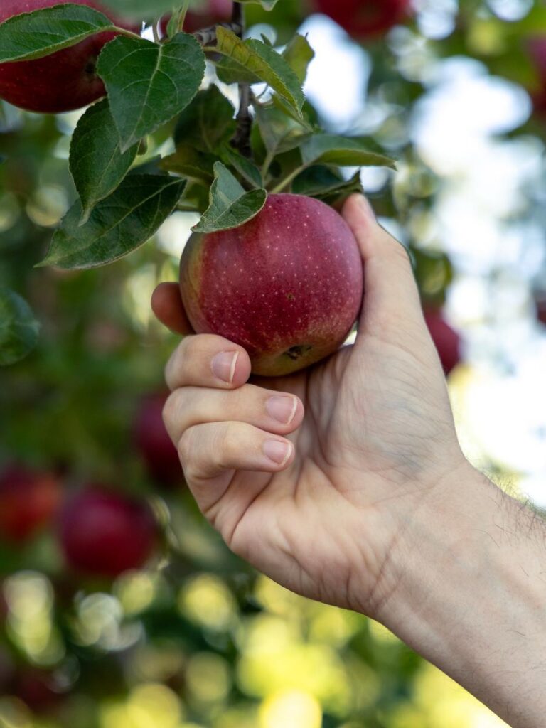 mans hand picking a red apple