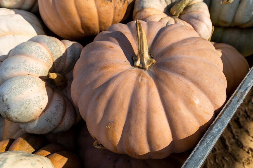 pumpkins in a wooden crate