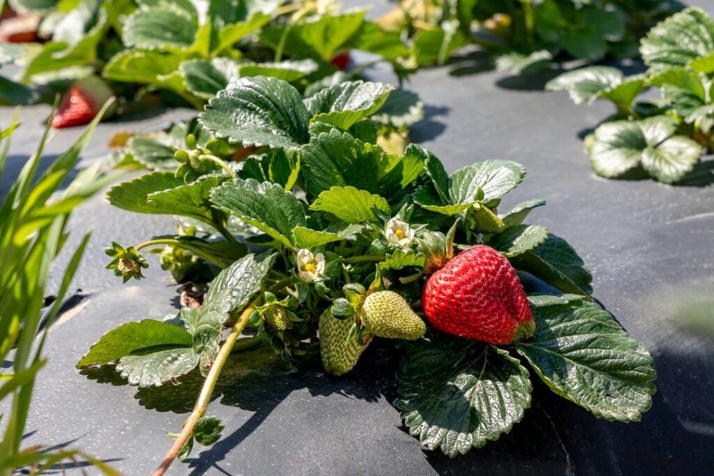 Strawberries on a black cloth