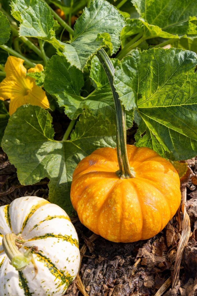 Small pumpkins on the vine