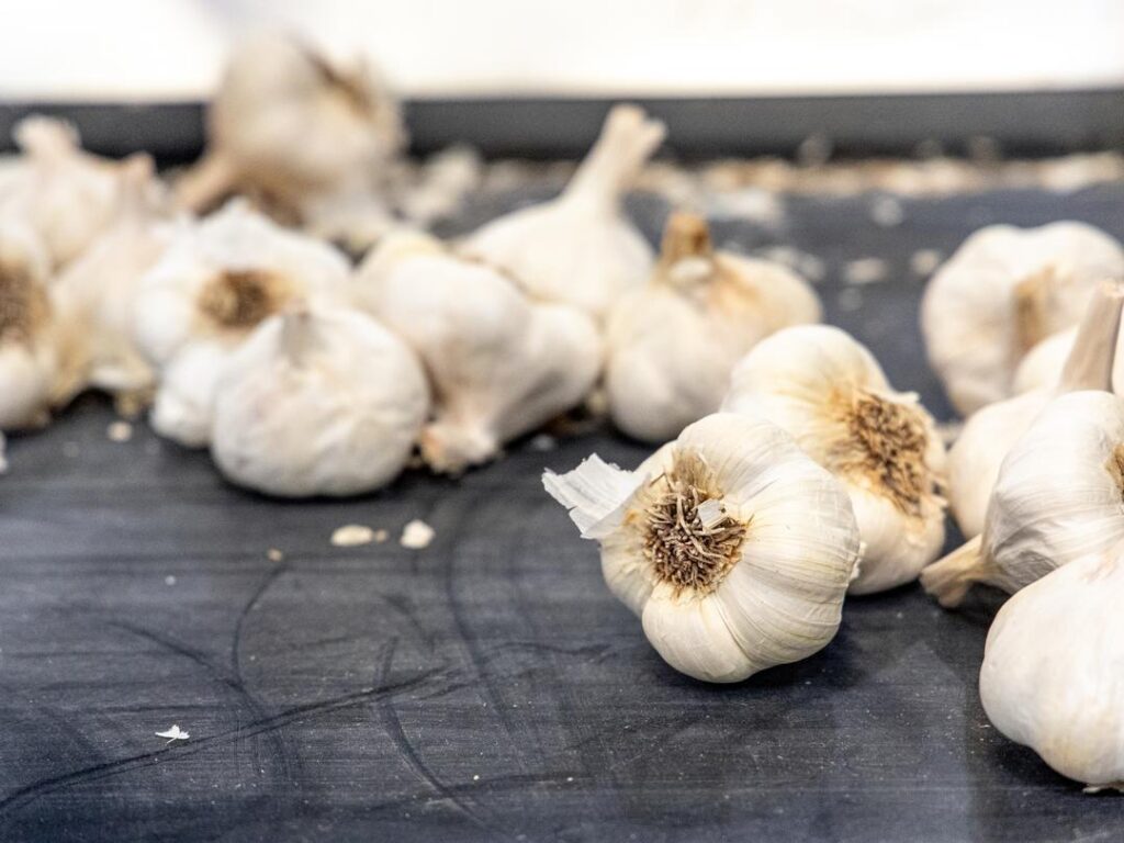 garlic bulbs