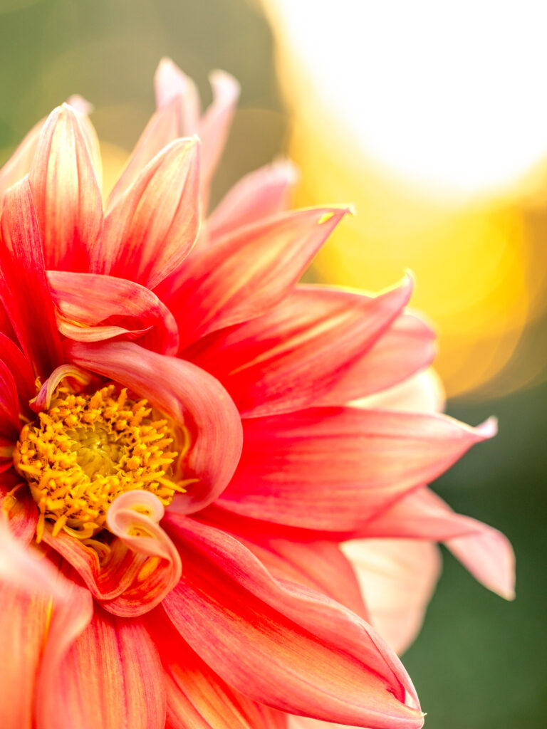 close up of a dahlia