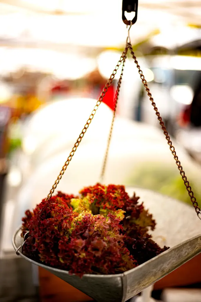 Metal scale filled with red leaf lettuce