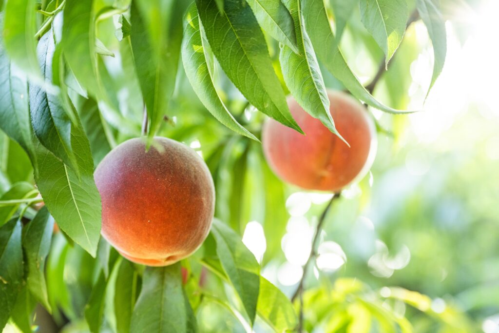Closeup of two ripe peaches on a tree