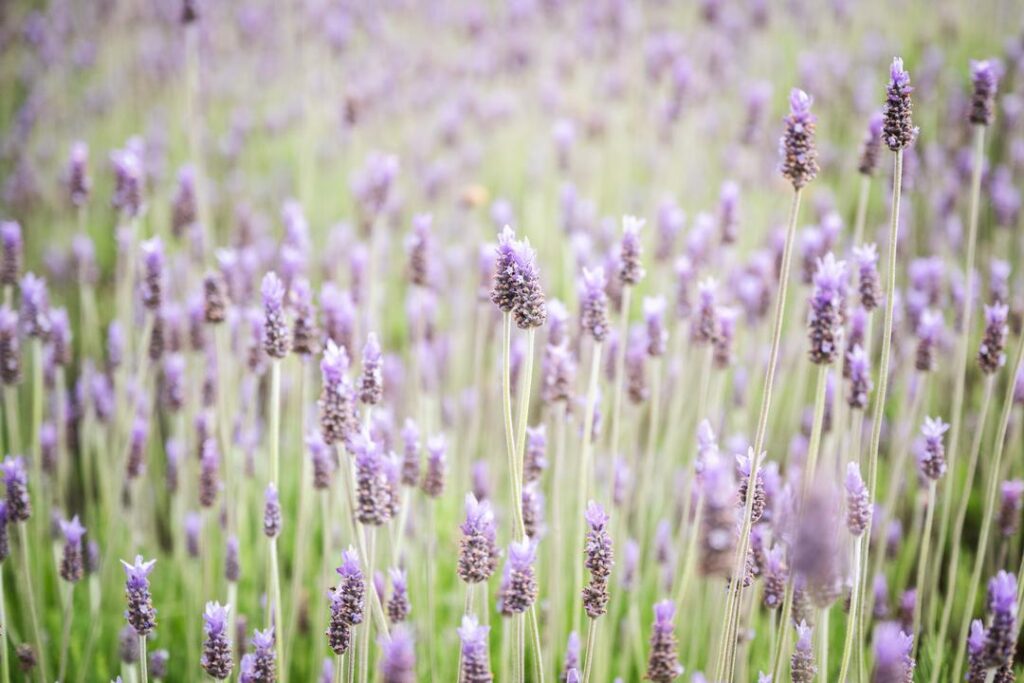 field of lavender