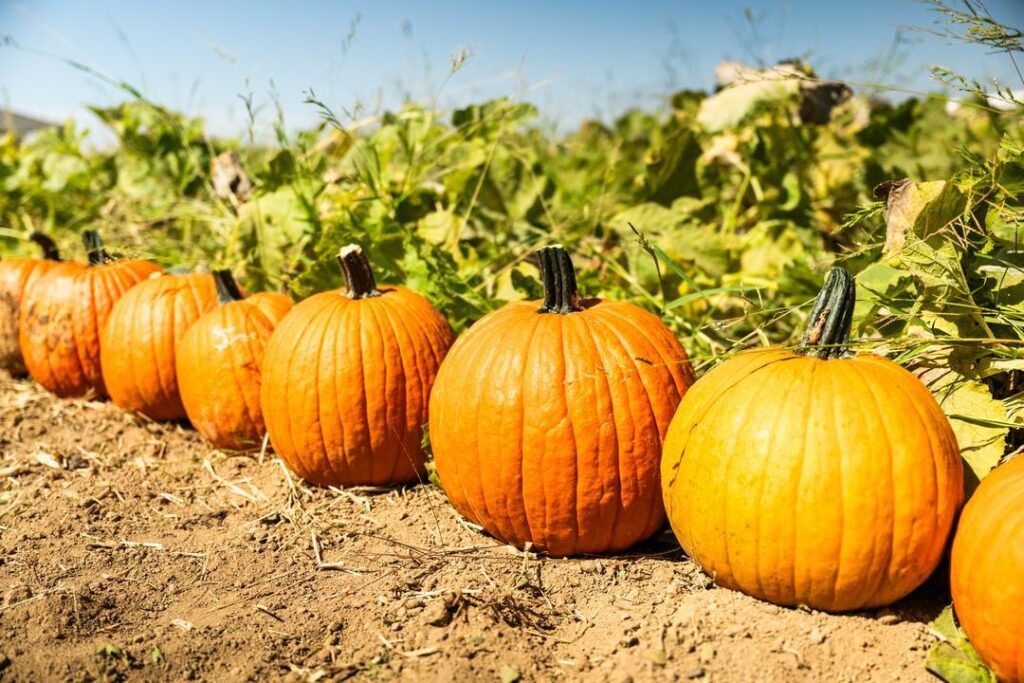 Pumpkins lined in a row at a pumpkin patch