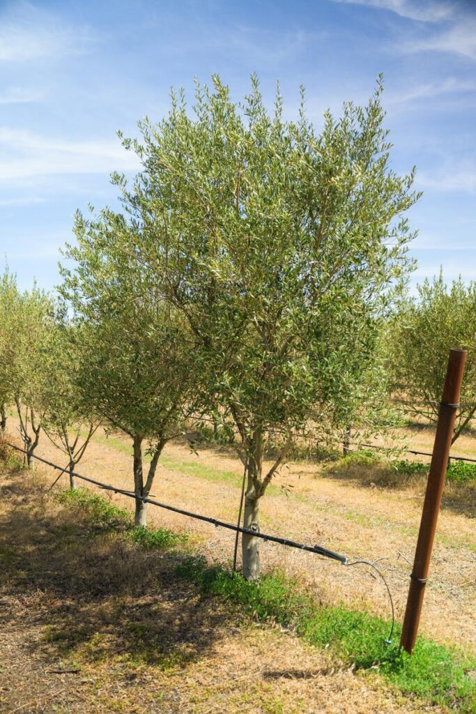 olive trees with drip irrigation