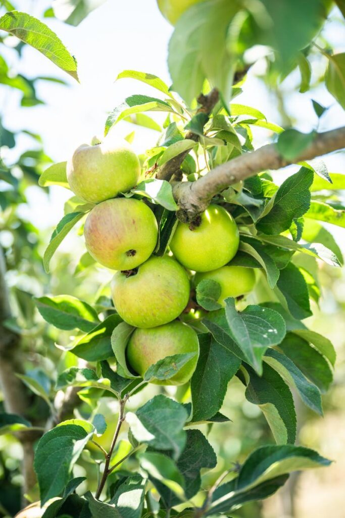 apples on a tree