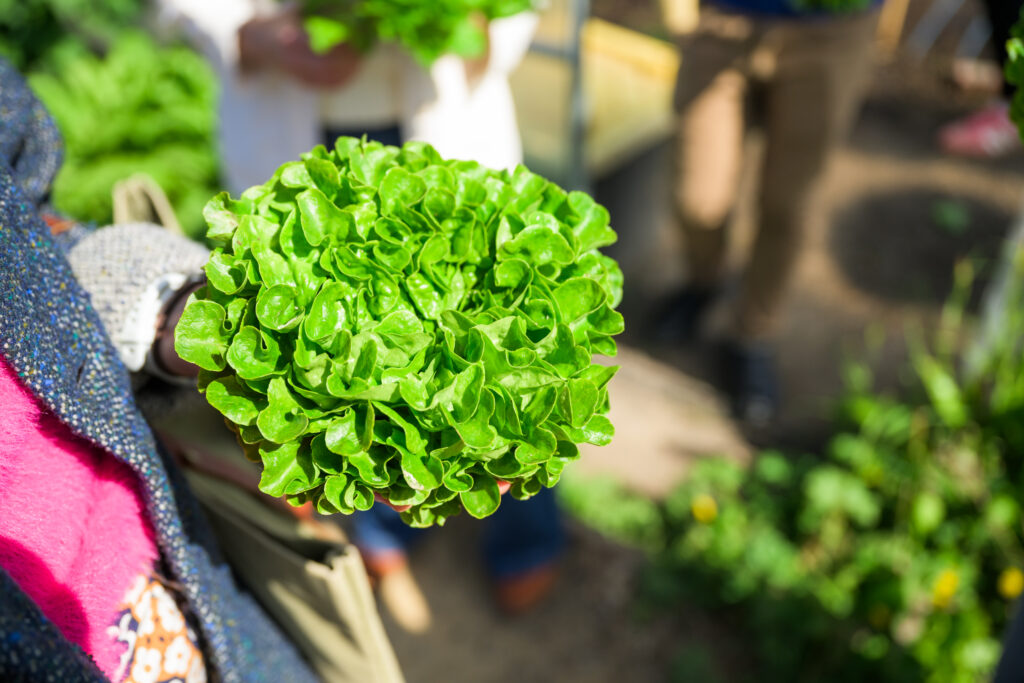 Closeup of a person in a pink top and blue jacket holding a head of green lettuce