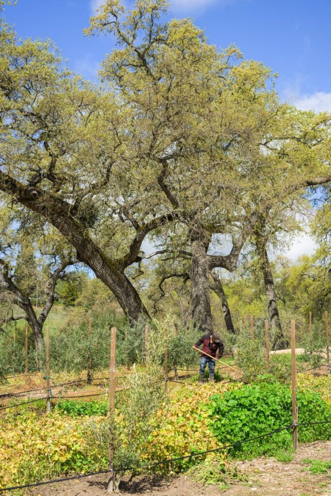 olive farm in paso robles