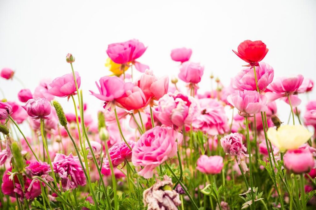 a field of pink ranunculus flowers