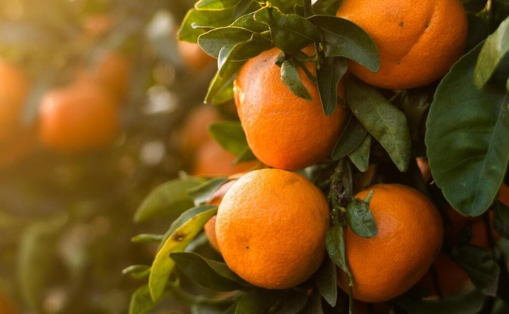 Closeup photo of citrus on a tree during golden hour with more trees in soft focus in the background