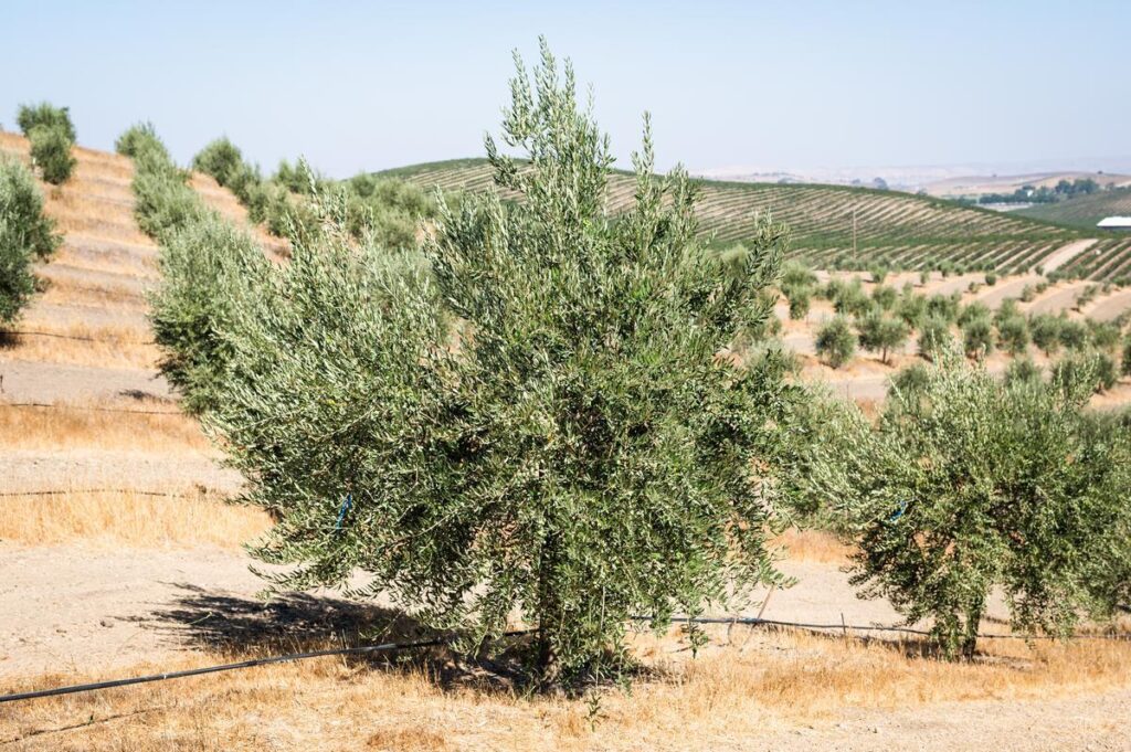 olive trees in grove