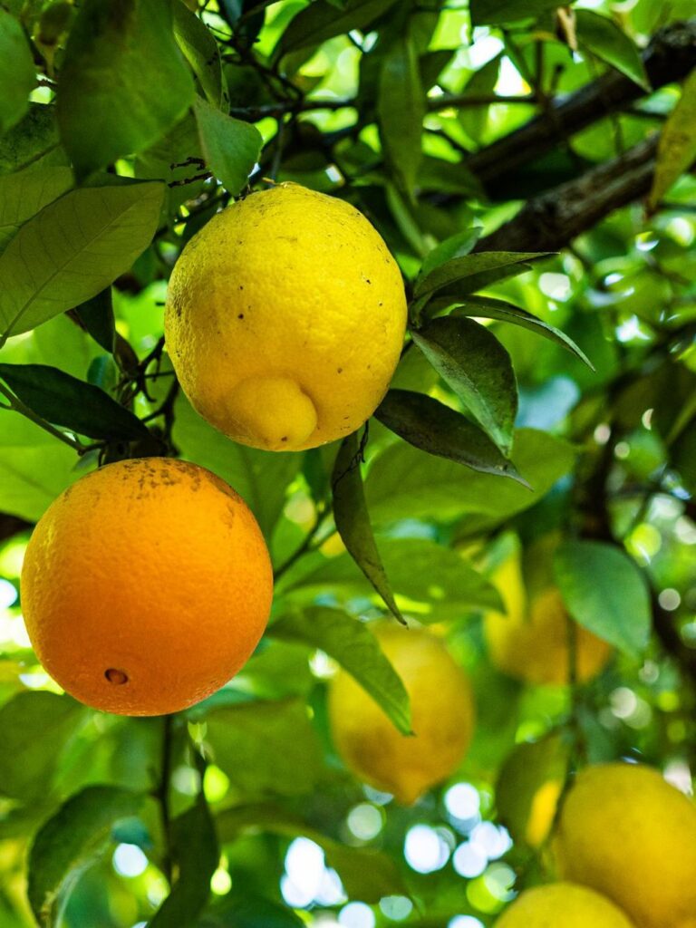Forestiere Underground Gardens | Historic Site in Fresno, CA: grated citrus, two types of citrus on one tree