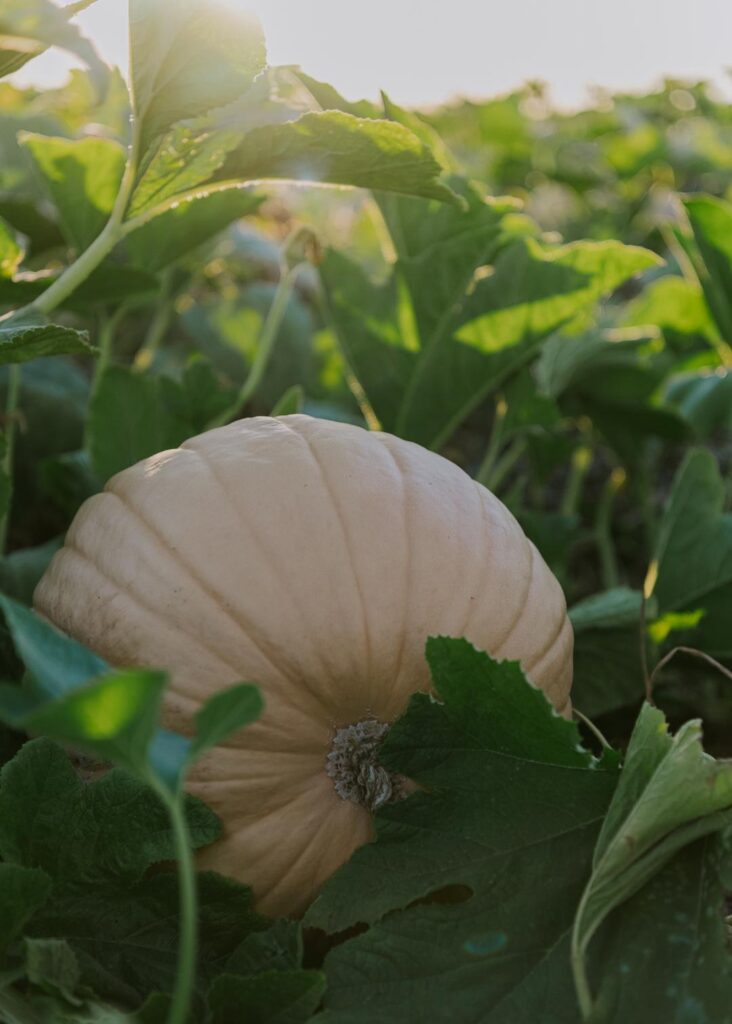 a white pumpkin on the vine at a pumpkin patch