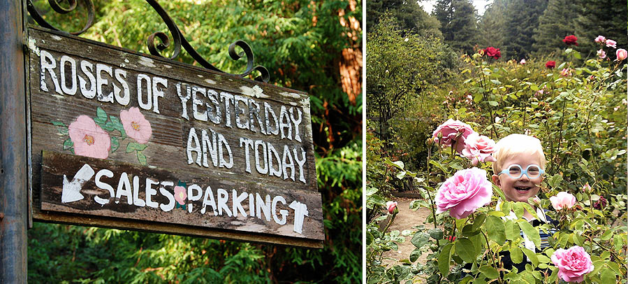 sign and smiling child at The Roses of Yesterday and Today Rose, a magical Garden in Corralitos, CA - Santa Cruz County