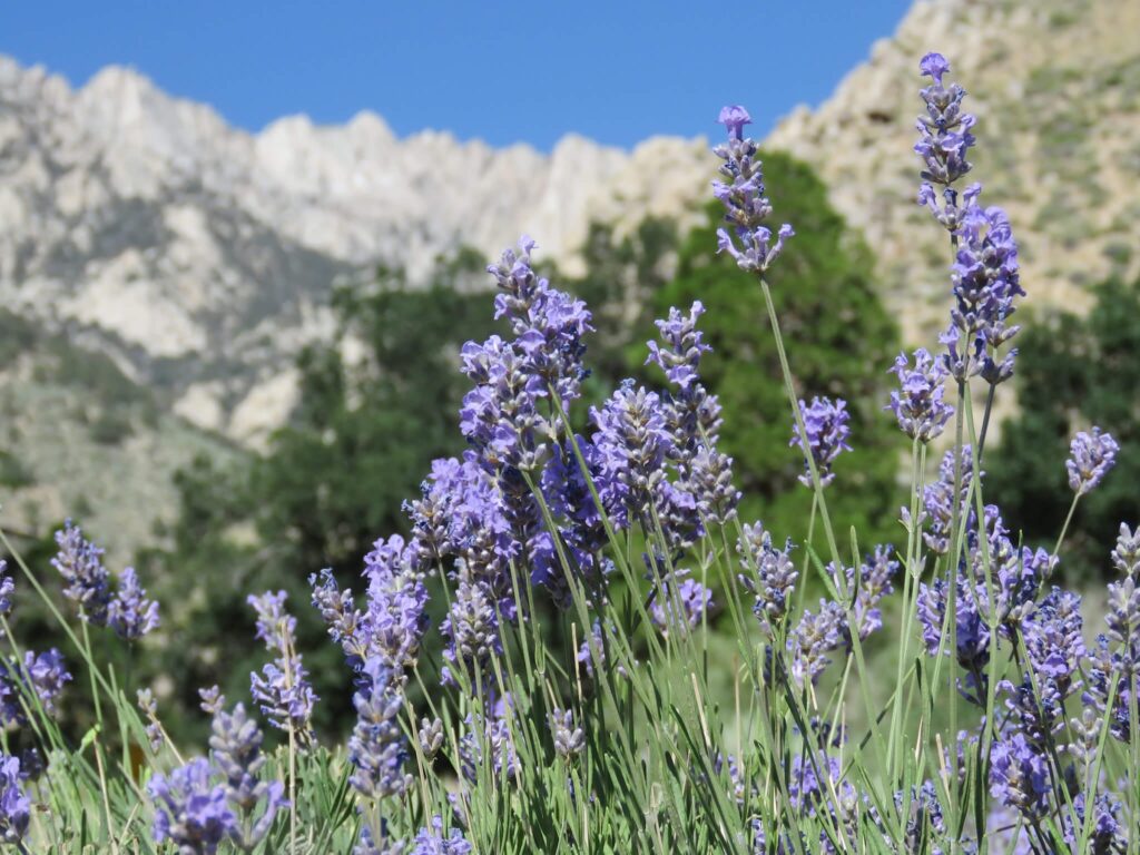 Closeup of lavender with evergreen trees and mountains in the background
