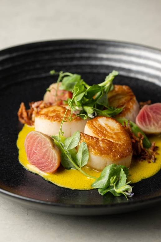 Black plate with seared scallops, yellow sauce, roasted beets, and greenery