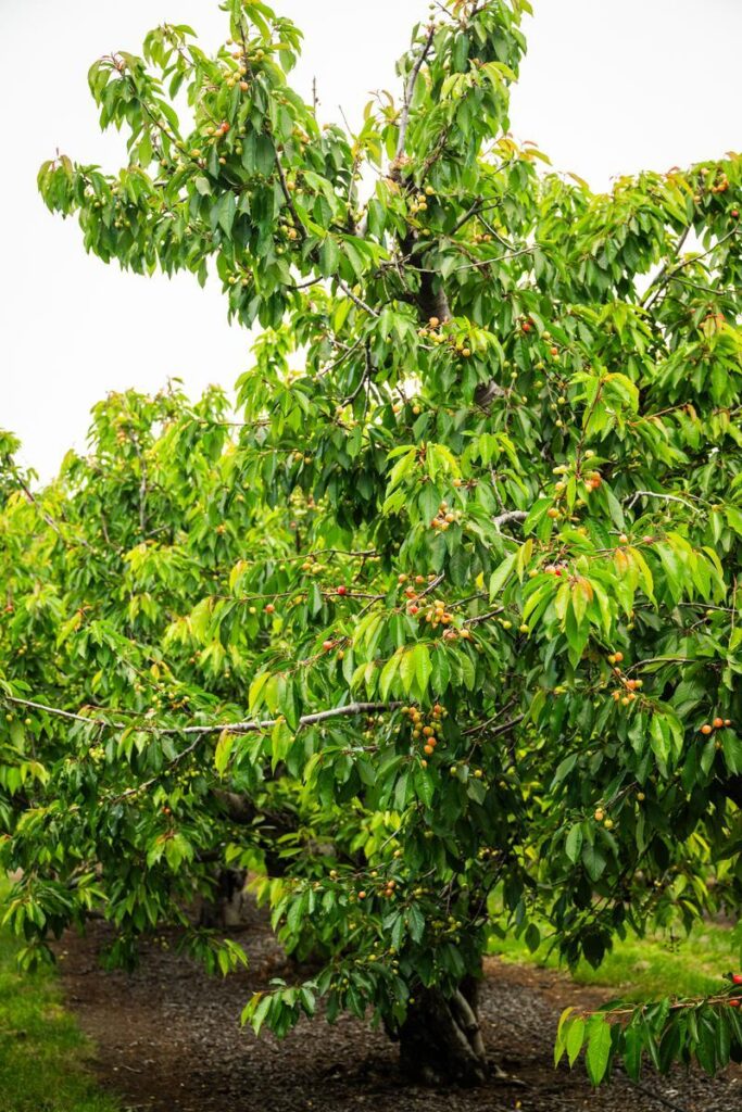 cherry tree