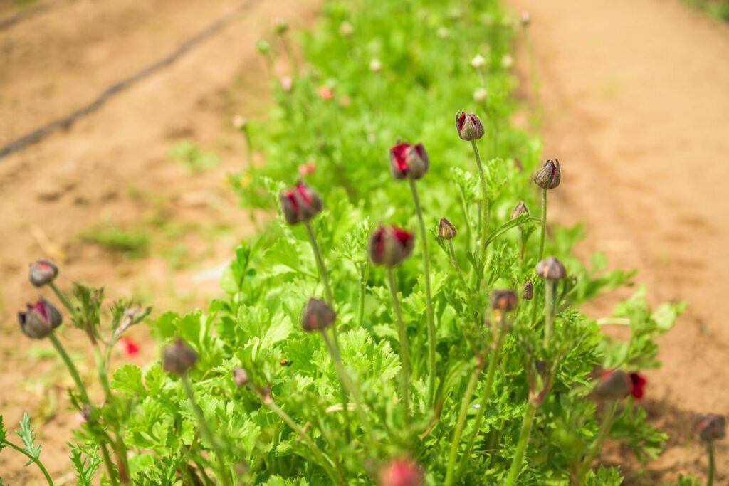 row of flowers on a flower farm