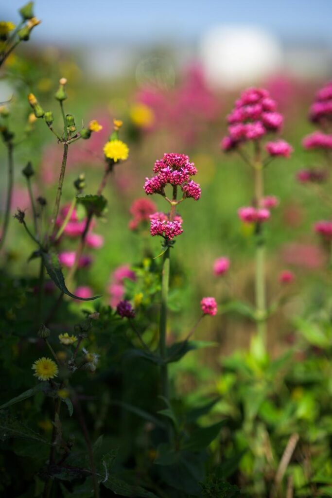 pink flowers on flower farm