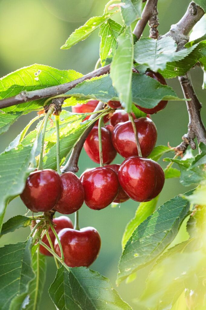 cherries on a tree