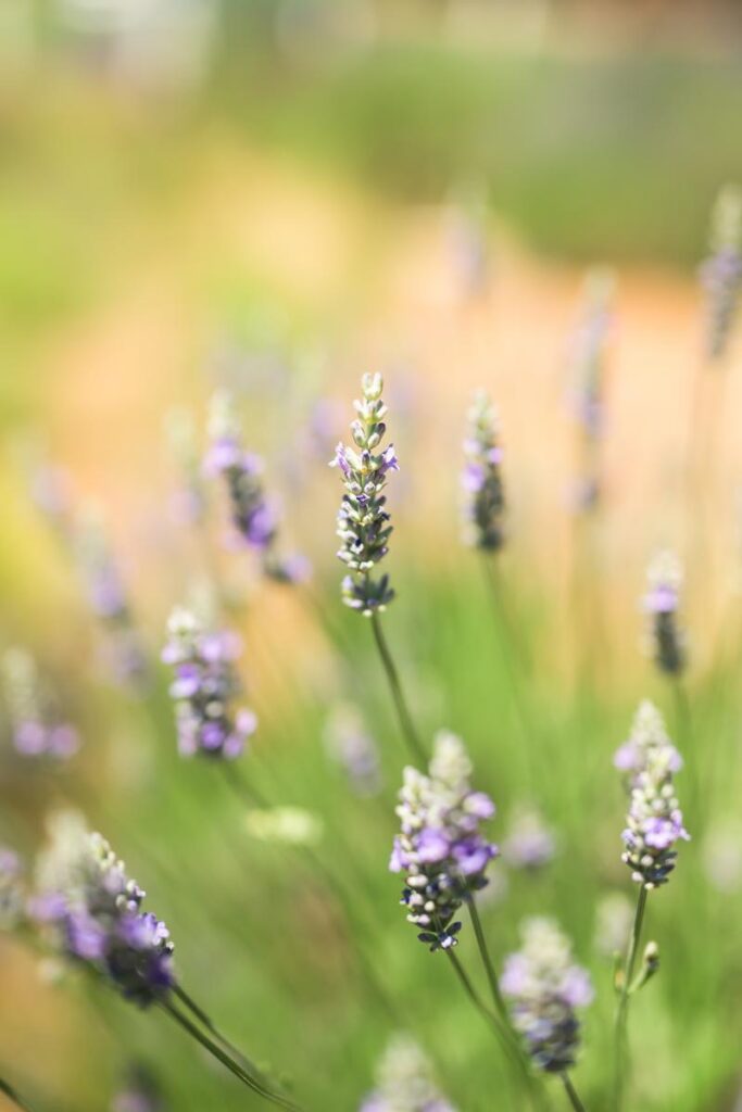 lavender blooms in the field