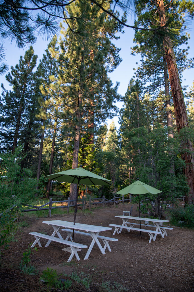 Picnic tables in a grove of trees