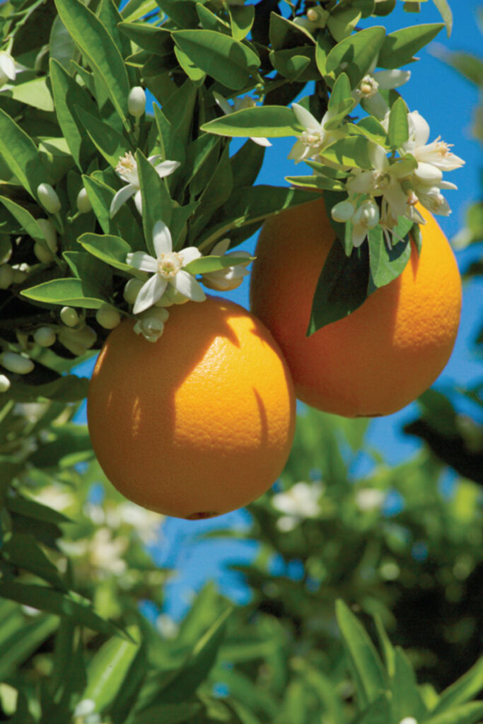 citrus on tree with blossoms