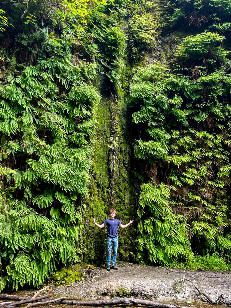 canyon walls covered in ferns at Fern Canyon