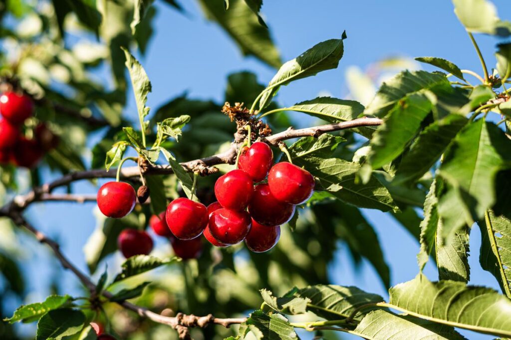 ripe red cherries on a tree