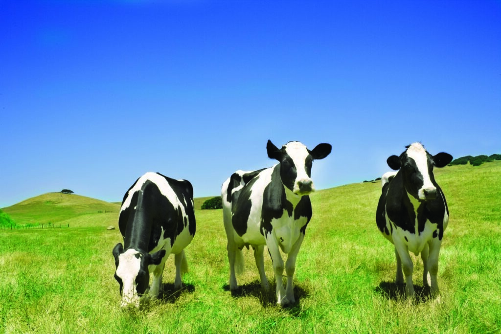 Thee cows on a farm grazing provided by Real CA Milk for the marketing of dairy products from California provided by Real CA Milk for the marketing of dairy products from California