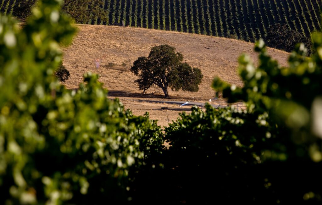 Live oak tree on a rolling hill seen through vineyards in Livermore wine country