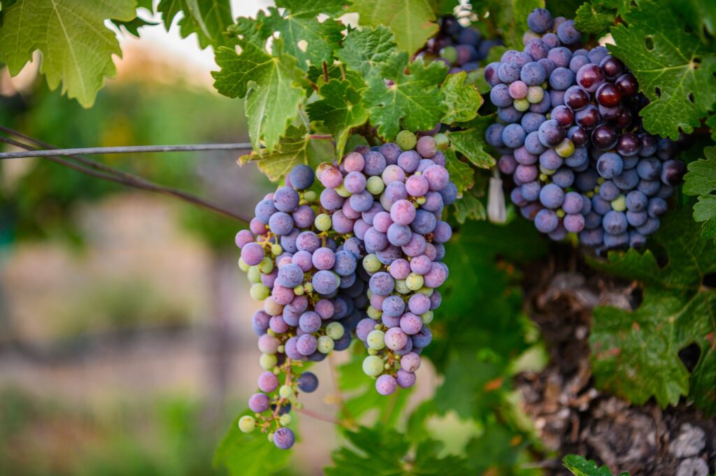 Grapes on vine in veraison in Livermore wine country
