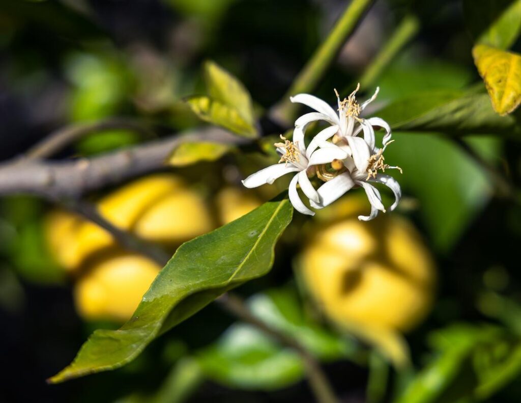 Lemons and blooms on a tree
