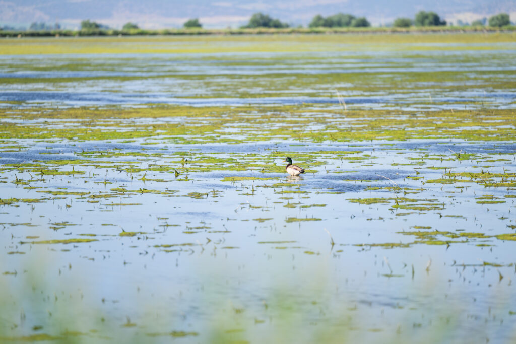 Tule Lake Wildlife Refuge