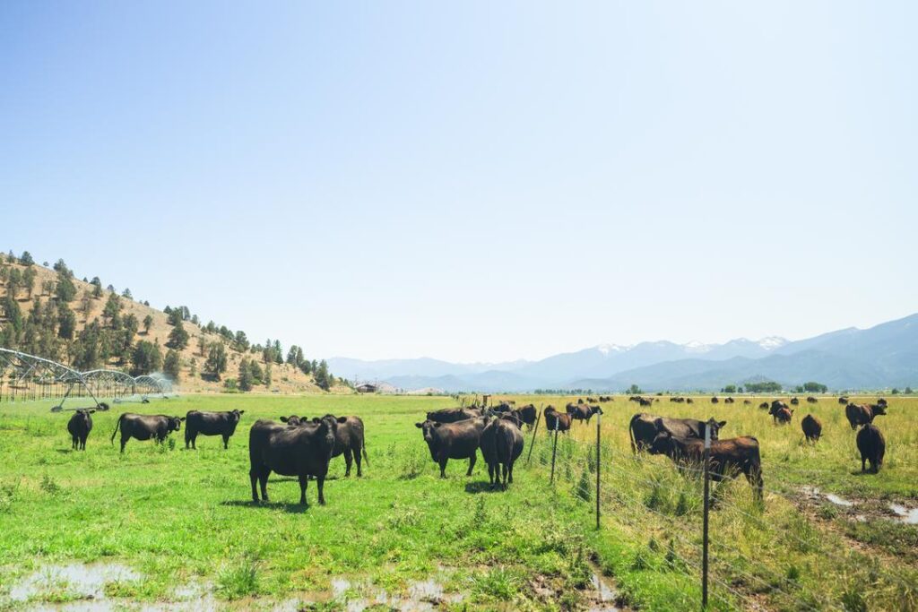 Cattle in the field at Five Marys Ranch