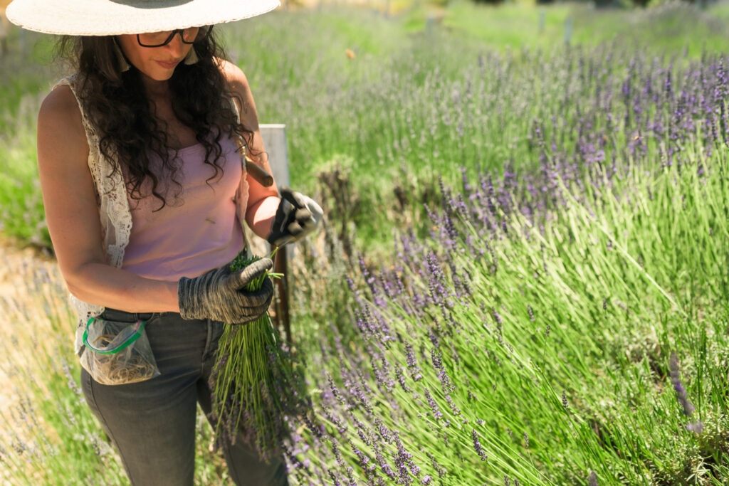 Chen Narens harvesting lavender at Lavineyard Farms in Shasta County