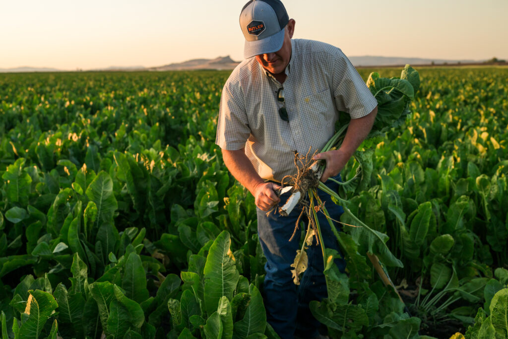 Horseradish growing at Seus Family Farms 
