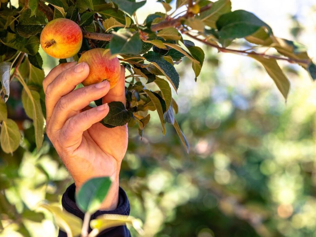 Hand grabbing at an apple in the orchard
