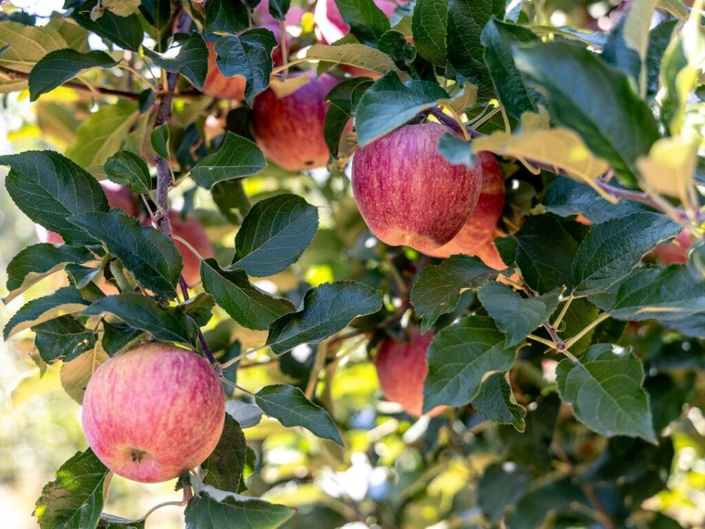 apples on the tree at a u-pick apple orchard